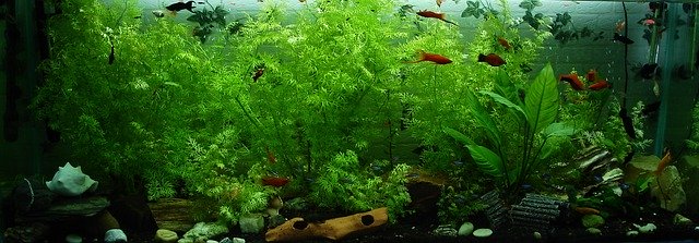 Planted fish tank