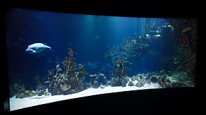 Aquarium Lighting Photo