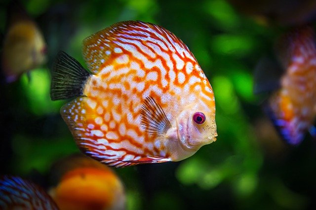 How to Tell If Fish are Happy in New Tank